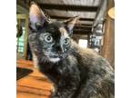 Adopt Vicky a Tortoiseshell Domestic Mediumhair / Mixed cat in LaGrange