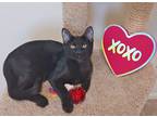 Adopt Harry a All Black Bombay (short coat) cat in Glendale, AZ (38962290)