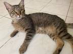 Adopt Clarence a Brown Tabby Domestic Shorthair (short coat) cat in Dallas