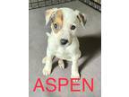 Adopt ASPEN and ASHER a Tricolor (Tan/Brown & Black & White) Jack Russell