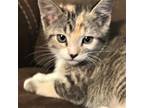 Adopt Safron a Domestic Shorthair / Mixed (short coat) cat in Fort Lupton