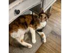 Adopt Gloria Vanderbilt a Domestic Longhair / Mixed (short coat) cat in