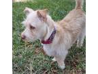 Adopt Evie a Tan/Yellow/Fawn Terrier (Unknown Type, Small) / Mixed dog in