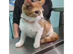 Adopt (Hold) Flop a Orange or Red Domestic Shorthair / Mixed cat in Cabot