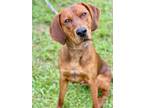 Adopt Old Dan a Red/Golden/Orange/Chestnut Redbone Coonhound / Mixed dog in