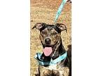 Adopt Slayton loving 19" a Tricolor (Tan/Brown & Black & White) Blue Heeler /