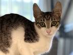 Adopt Hehe a White Domestic Shorthair / Domestic Shorthair / Mixed cat in