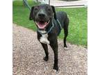 Adopt Negroni a Black American Pit Bull Terrier / Mixed dog in El Paso