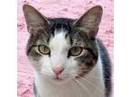 Adopt Simon a Brown Tabby Domestic Shorthair (short coat) cat in Carlinville