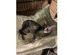 Adopt Alexandria's Natasha a Gray, Blue or Silver Tabby Domestic Shorthair /