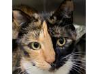 Adopt Evelyn 2 a Calico or Dilute Calico Domestic Shorthair / Mixed cat in
