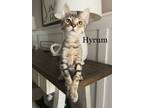 Adopt Hyrum a Brown or Chocolate Domestic Shorthair / Domestic Shorthair / Mixed