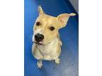 Adopt Tundra a Tan/Yellow/Fawn Retriever (Unknown Type) / Mixed dog in