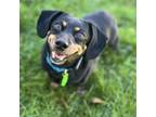 Adopt Rosie a Black Dachshund / Mixed Breed (Small) / Mixed dog in Rochester