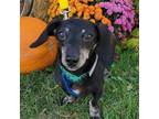 Adopt Daisy a Black Dachshund / Mixed dog in Rochester, MN (38734568)