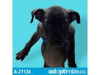 Adopt Felicity a Black Labrador Retriever / Mixed dog in Tuscaloosa