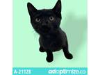 Adopt Bean a All Black Domestic Shorthair / Mixed cat in Tuscaloosa