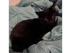 Adopt Mirabel a All Black Domestic Shorthair / Mixed cat in Carmel