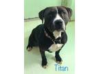 Adopt Titan a Black American Pit Bull Terrier / Mixed dog in Grove