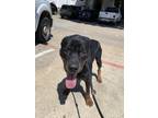 Adopt 53948073 a Black Rottweiler / Mixed dog in Fort Worth, TX (38941918)