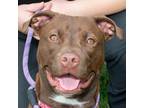 Adopt Star a American Pit Bull Terrier / Retriever (Unknown Type) / Mixed dog in