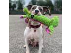 Adopt Banana Split (mom) a White - with Tan, Yellow or Fawn American Pit Bull