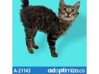 Adopt Kaa a Gray or Blue Domestic Mediumhair / Mixed cat in Tuscaloosa