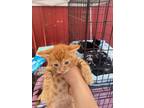 Adopt Bernie a Orange or Red Domestic Shorthair / Domestic Shorthair / Mixed cat