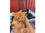 Adopt Russ a Orange or Red Domestic Shorthair / Domestic Shorthair / Mixed cat