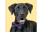 Adopt Piglet a Black Great Dane / Mixed dog in Merriam, KS (38802861)
