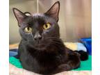 Adopt Astro a Domestic Shorthair / Mixed (short coat) cat in Vineland