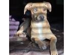 Adopt Brownie a Tan/Yellow/Fawn Mixed Breed (Small) / Mixed dog in Bentonville