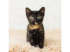 Adopt Shima Enaga a Tortoiseshell Domestic Shorthair / Mixed cat in Minneapolis
