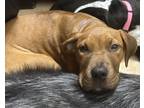 Adopt Pepsi a Red/Golden/Orange/Chestnut Mixed Breed (Medium) dog in West Palm