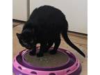 Adopt Miss Purdies a All Black Domestic Shorthair / Mixed cat in Carmel