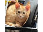 Adopt Sunkist a Orange or Red Domestic Mediumhair / Mixed cat in Middletown