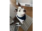 Adopt Champ a White Mixed Breed (Medium) / Mixed dog in Blackwood, NJ (38922838)