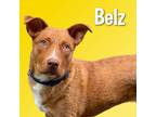 Adopt Belz a Mixed Breed (Medium) dog in Cortland, NY (38777565)