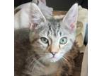 Adopt WHEEZIE a Tiger Striped Domestic Shorthair (short coat) cat in KUNKLETOWN