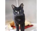 Adopt Carl a All Black Domestic Shorthair / Domestic Shorthair / Mixed cat in