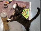 Adopt Sunflower a All Black Domestic Shorthair cat in Thornburg, VA (38899087)