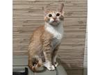 Adopt Bagel a White Domestic Shorthair / Mixed cat in Los Angeles, CA (38735434)