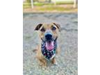 Adopt Casey a Tan/Yellow/Fawn Black Mouth Cur / Hound (Unknown Type) / Mixed dog