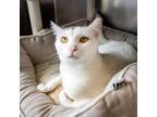 Adopt Amerie a White Domestic Shorthair / Mixed cat in Wilmington, DE (38827801)
