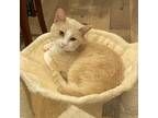 Adopt Archie a Orange or Red Domestic Shorthair / Mixed cat in Washington