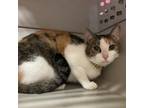 Adopt Patches a White American Shorthair / Mixed cat in Monroeville