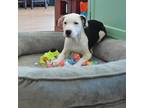 Adopt Wilby a White - with Tan, Yellow or Fawn Manchester Terrier / Beagle /