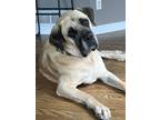 Adopt Little Bit a Mastiff dog in Windsor, CO (38786031)