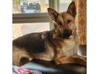 Adopt Rosie - Foster a Tan/Yellow/Fawn - with Black German Shepherd Dog / Mixed