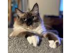 Adopt CLOONEY a Brown or Chocolate (Mostly) Himalayan (long coat) cat in Diamond